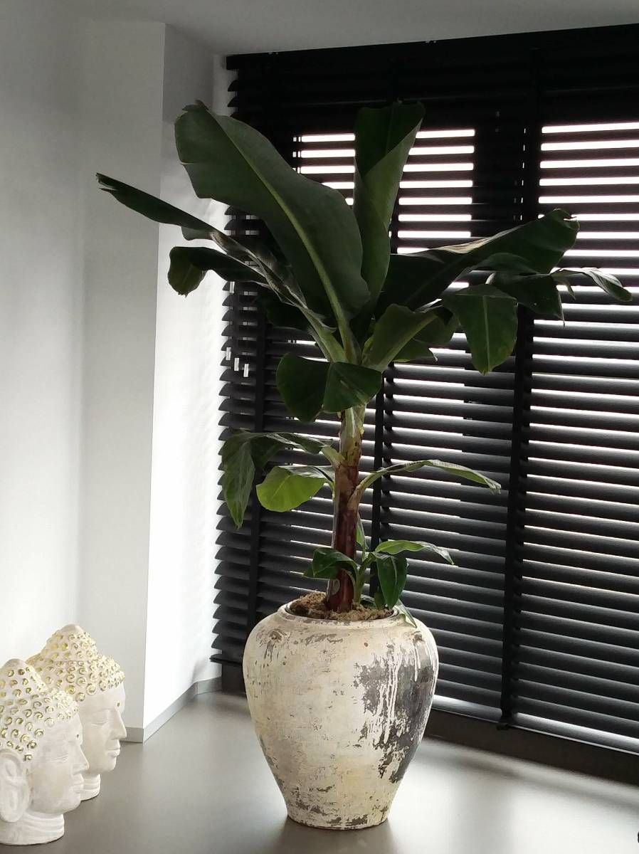 Beplanting - Bananenplant in rustieke kruik/pot